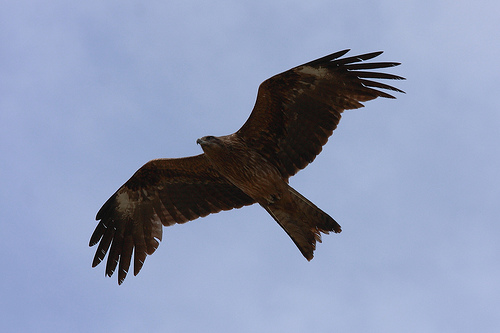 Black Kite