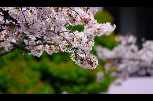 桜 等々力公園