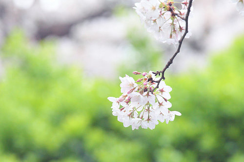 最後の桜