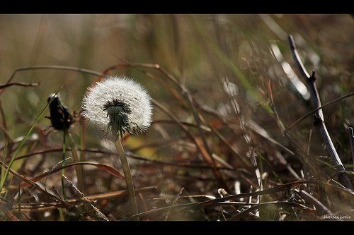 dandelion puffball