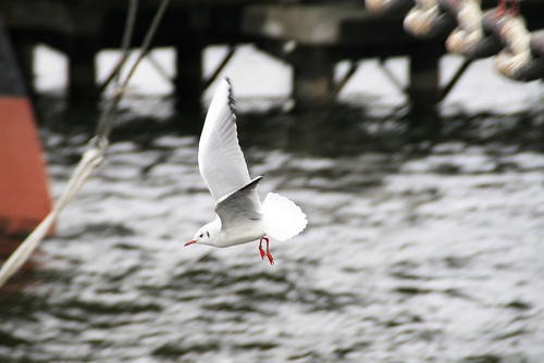 Bird