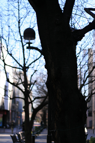 Morning of Jiyugaoka (Green Street)