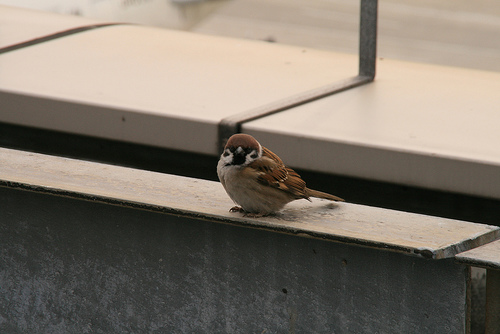 Sparrow