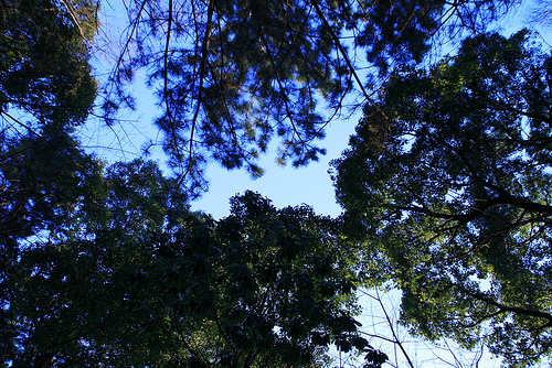 等々力緑地公園　木