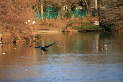 等々力緑地公園　野鳥