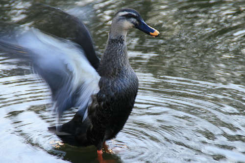 等々力緑地公園　野鳥