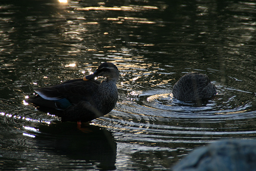 等々力緑地公園　野鳥