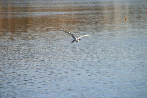 等々力緑地公園　野鳥