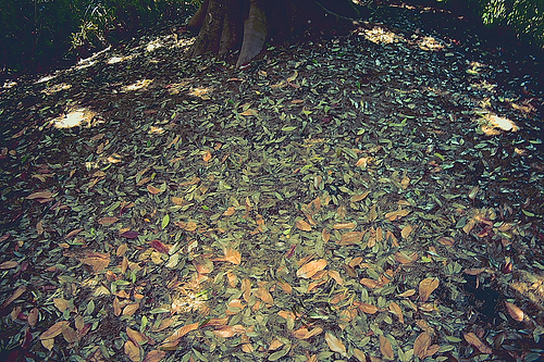 Fallen leaf of forest