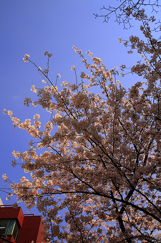 sakura_自由が丘