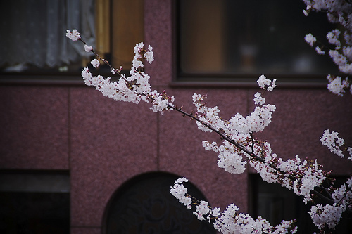 sakura_自由が丘