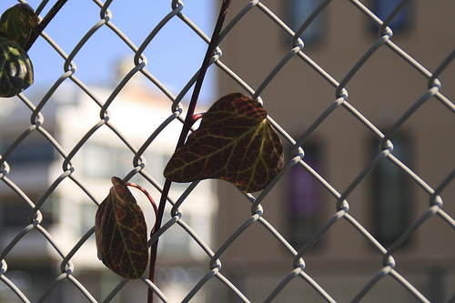leaf
