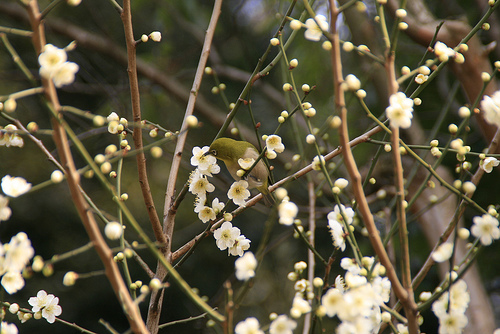 plum & Japanese White-eye