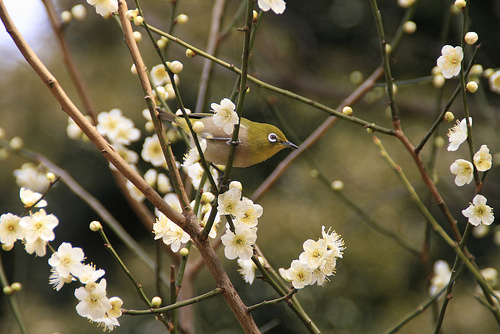 plum & Japanese White-eye