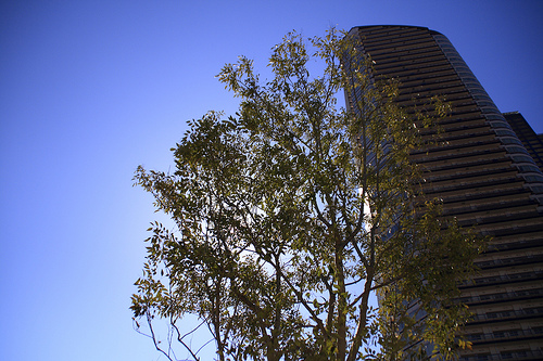 Sunshine filtering through foliage