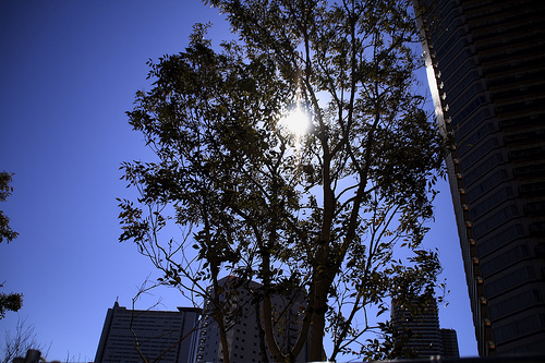 Sunshine filtering through foliage